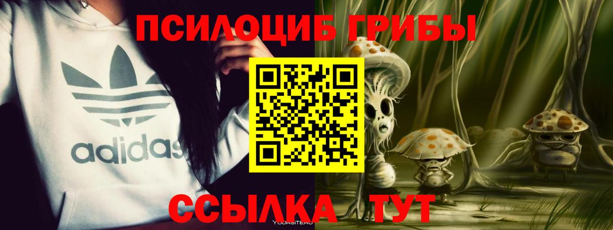 Галлюциногенные грибы мицелий  Кизляр  купить наркотики цена  Псилоцибиновые грибы мицелий 